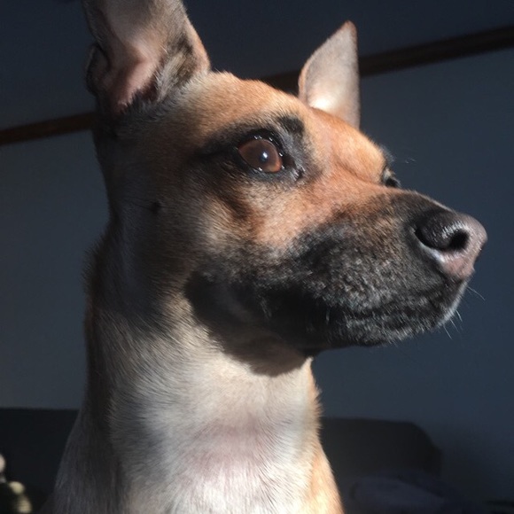 Meet your Posher, Olivia - Picture 9 of 9